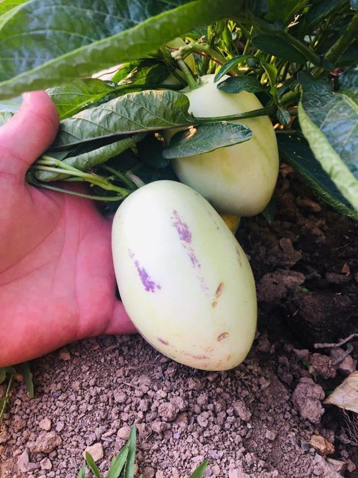 Şırnak’ta ilk kez pepino yetiştirildi G2