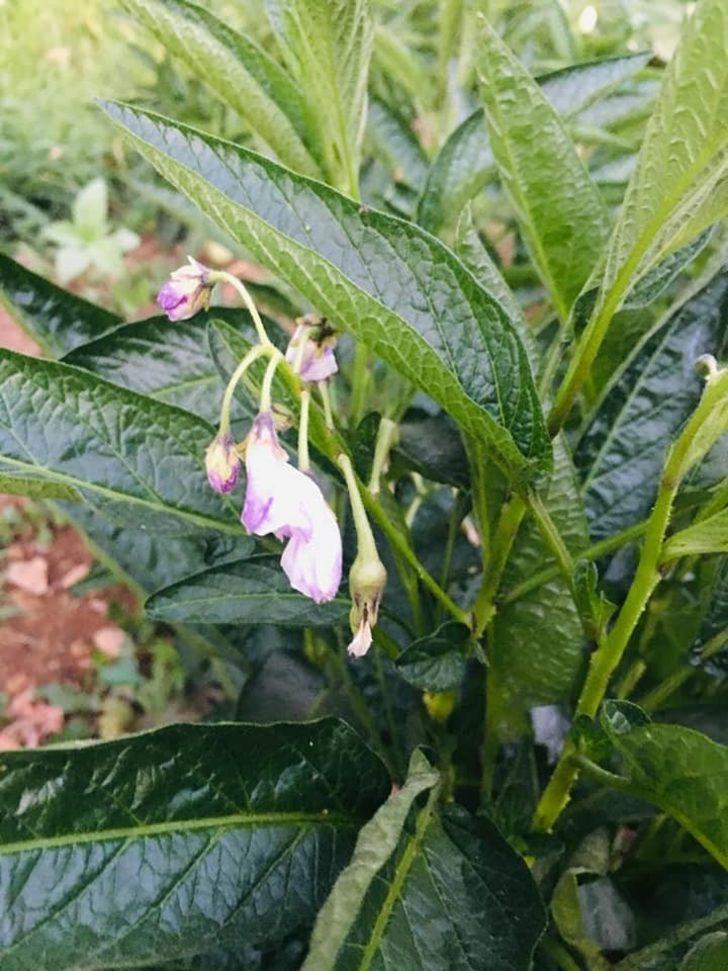 Şırnak’ta ilk kez pepino yetiştirildi G3