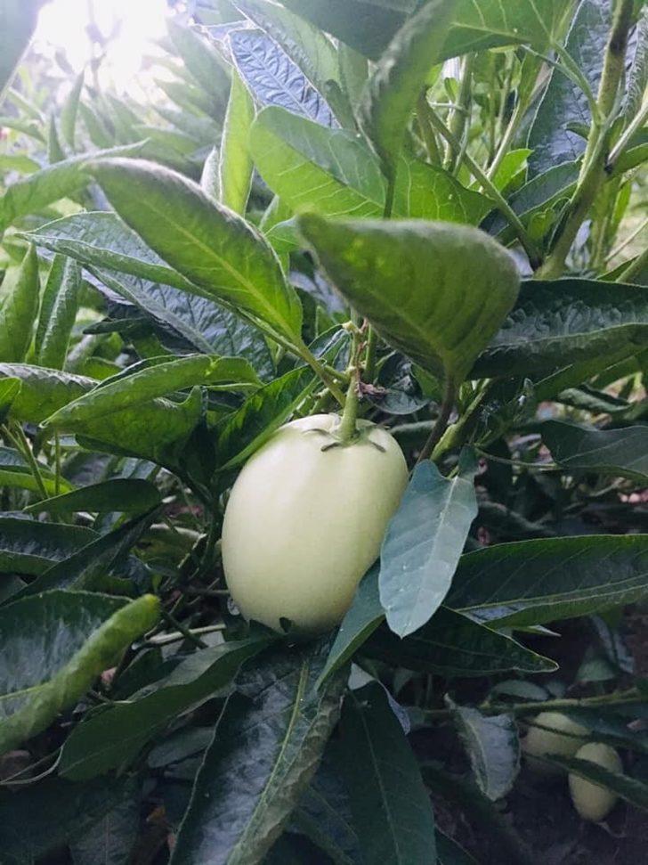 Şırnak’ta ilk kez pepino yetiştirildi G4