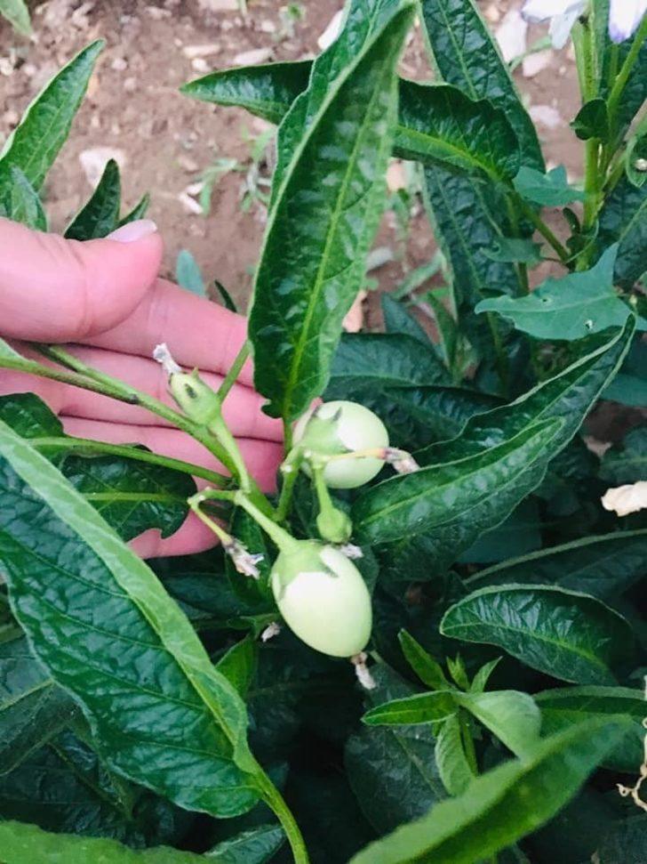 Şırnak’ta ilk kez pepino yetiştirildi G5