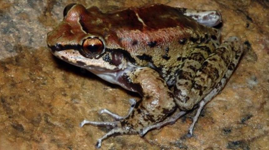 Doğada bir ilk: Kurbağa harem kurdu