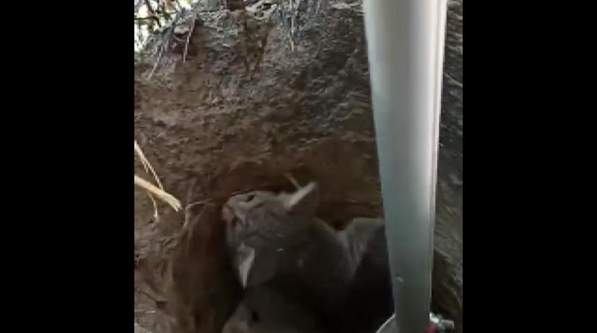 İtfaiye ekipleri yavru kedi i&ccedil;in seferber oldu