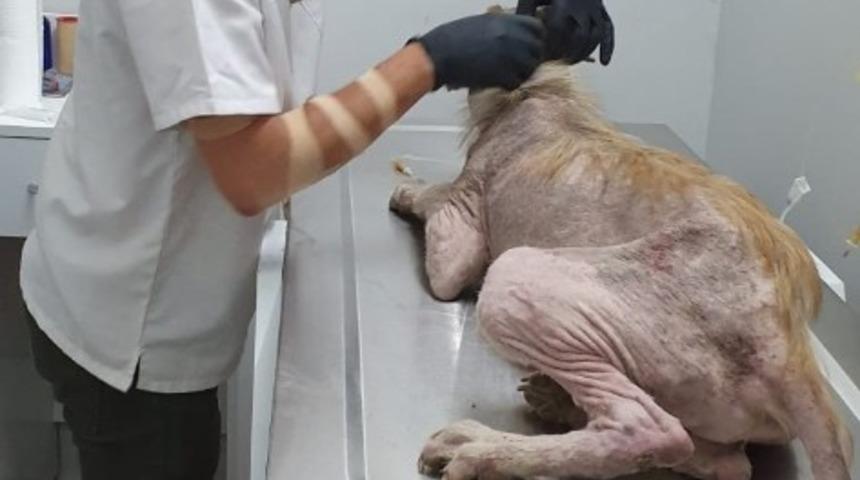 Yaralı halde bulunan k&ouml;peğe hayırsever vatandaşlar sahip &ccedil;ıktı