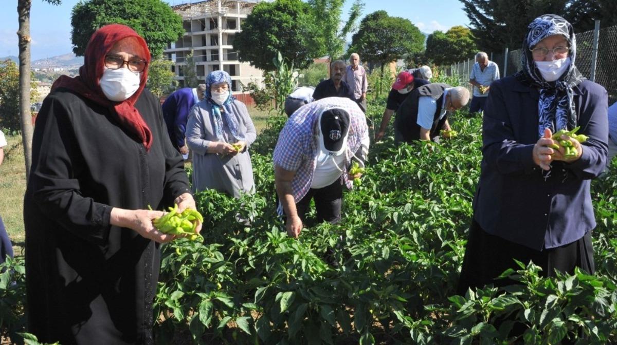 Huzurevinde hasat zamanı