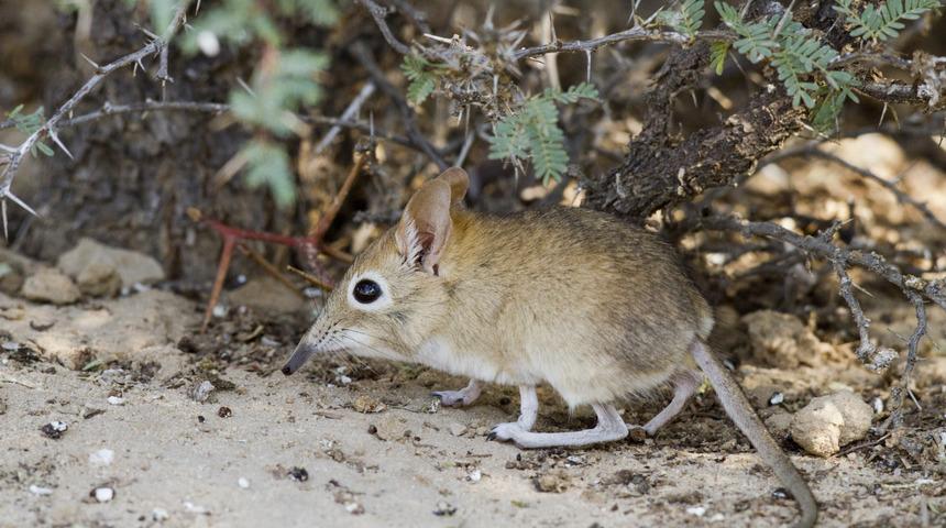 50 yıl sonra gelen güzel haber: Afrika'da fil fareleri yeniden görüldü