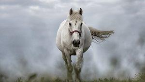 Rüyada at görmek ne anlama gelir? Rüyada beyaz ve siyah at görmek ne demek?