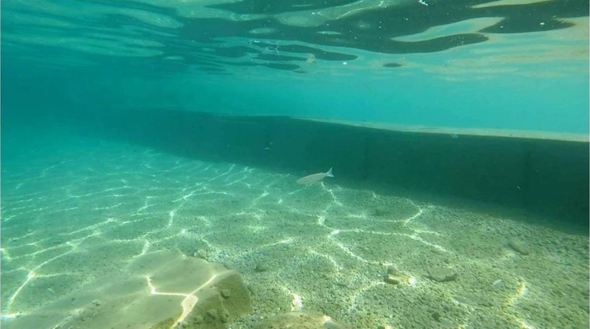 Bodrum'da şaşkına &ccedil;eviren g&ouml;r&uuml;nt&uuml; sonrası harekete ge&ccedil;ildi