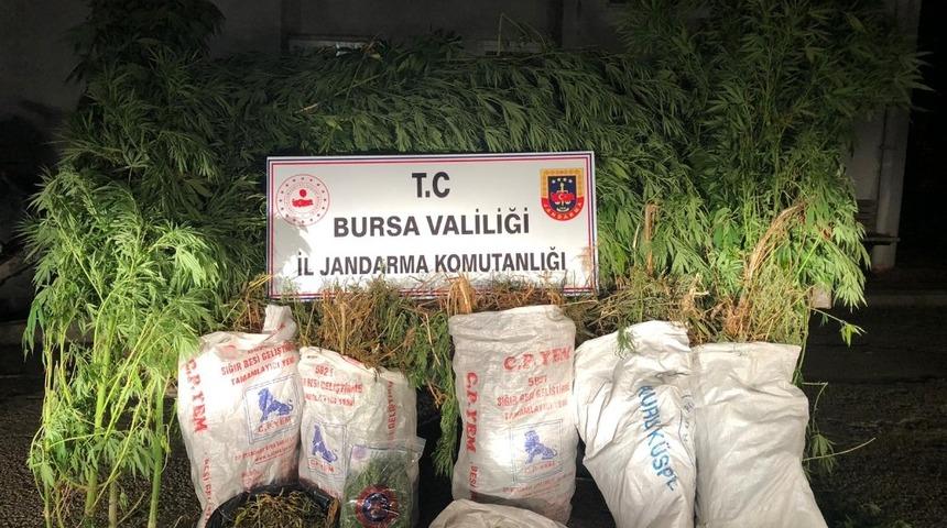 Bursa&rsquo;da kenevir tarlası baskını: 1 g&ouml;zaltı