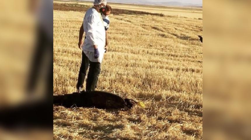 Korkunç olay: Boş tarlada yanık izleri olan erkek cesedi bulundu!