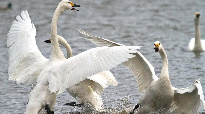 Kuğular neden saldırgan davranıyor?