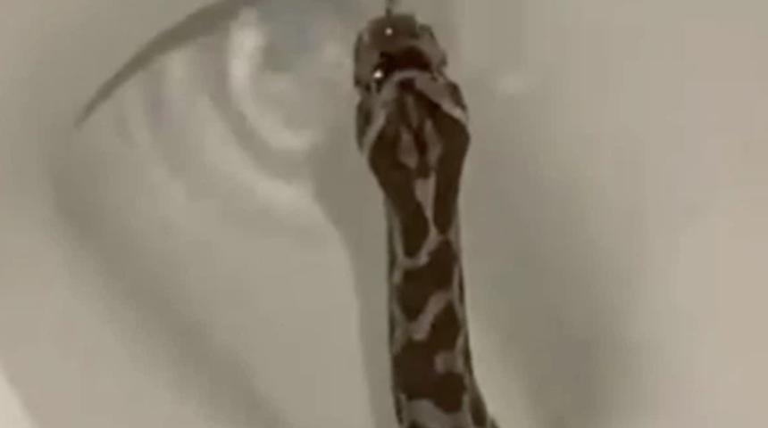 Korkun&ccedil;: Klozetten yılan &ccedil;ıktı!