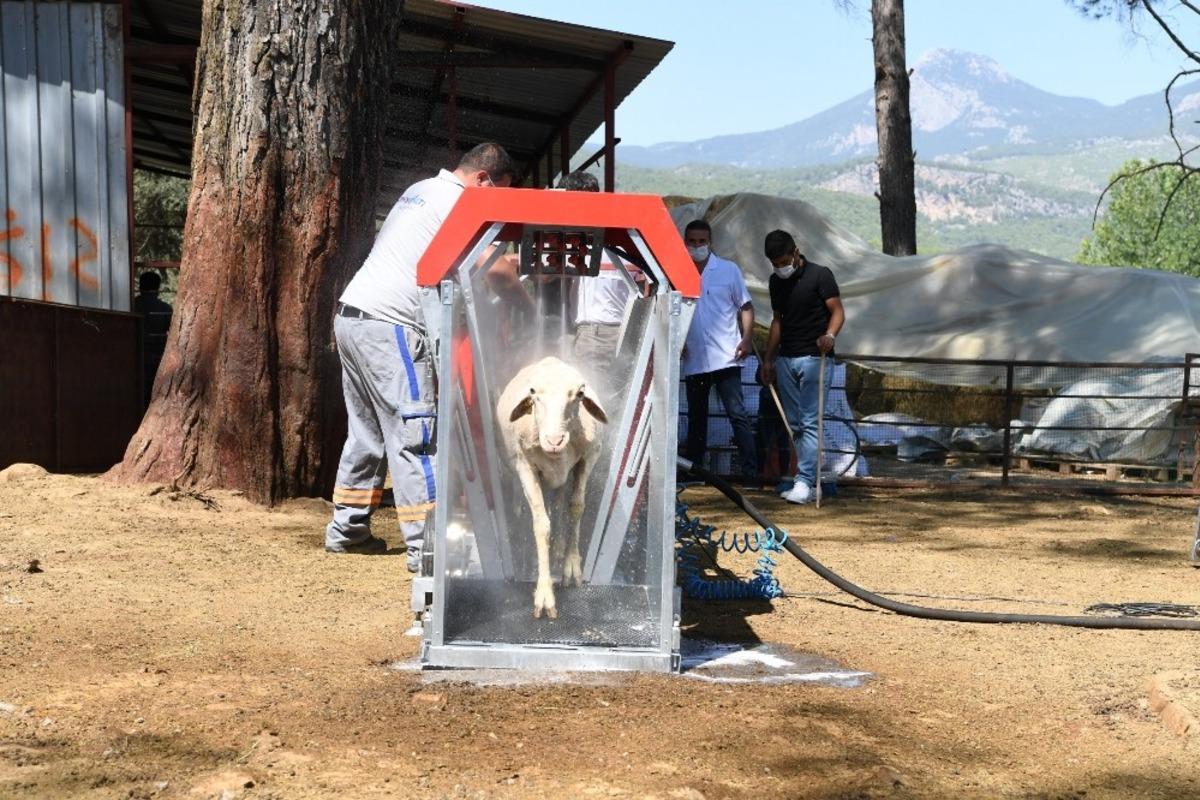 Konyaaltı Belediyesi&rsquo;nden hayvancılığa destek