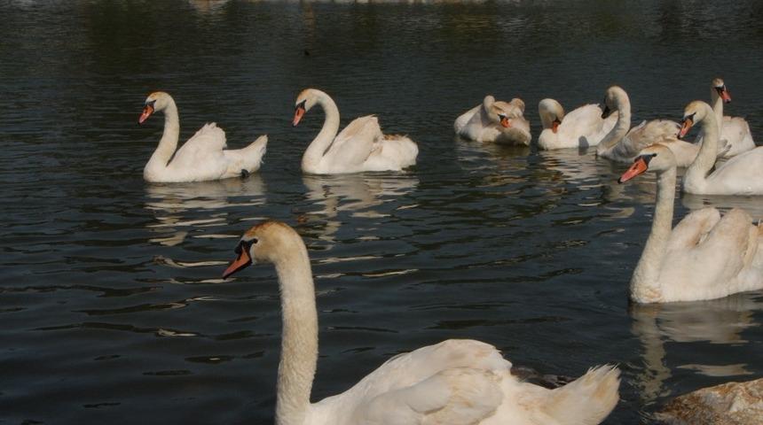 &ldquo;Suluova&rsquo;da Yaşam&rdquo; başvuruları 16 Aralık&rsquo;a kadar uzatıldı
