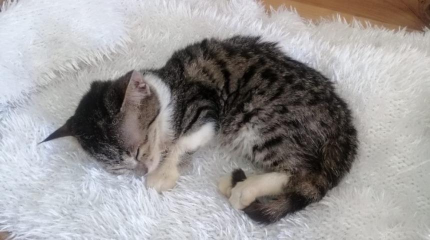 Tedavisini &uuml;stlendiği sokak kedisi i&ccedil;in &ouml;tenaziyi istemedi,  yaşatmak i&ccedil;in kampanya başlattı