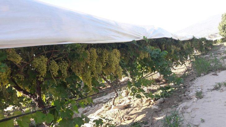Çiftçiler üzümlerini böyle koruma altına aldı G1