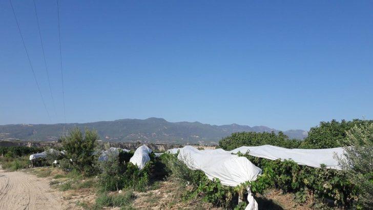 Çiftçiler üzümlerini böyle koruma altına aldı G2