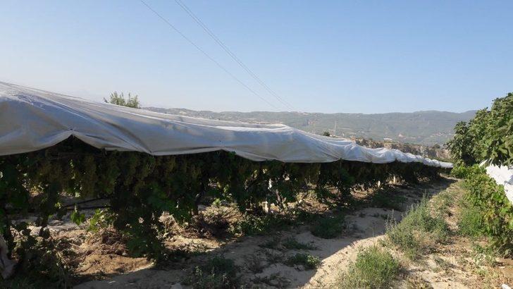 Çiftçiler üzümlerini böyle koruma altına aldı G3