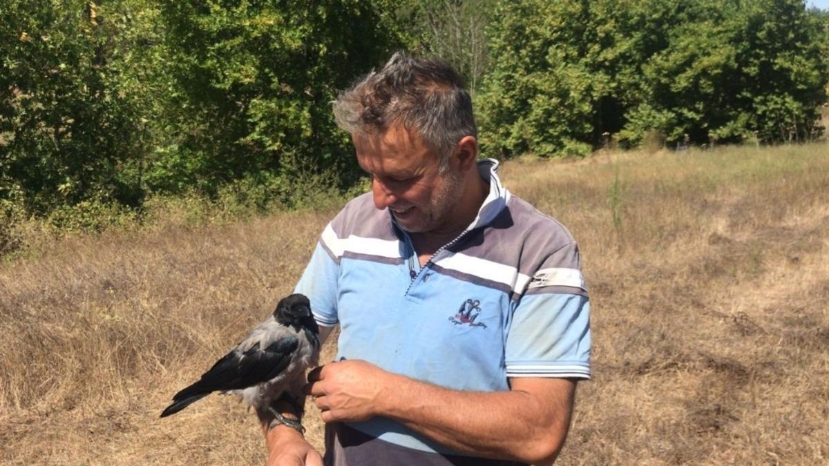 Kediye yem olmaktan kurtardığı yavru karga yanından  ayrılmıyor