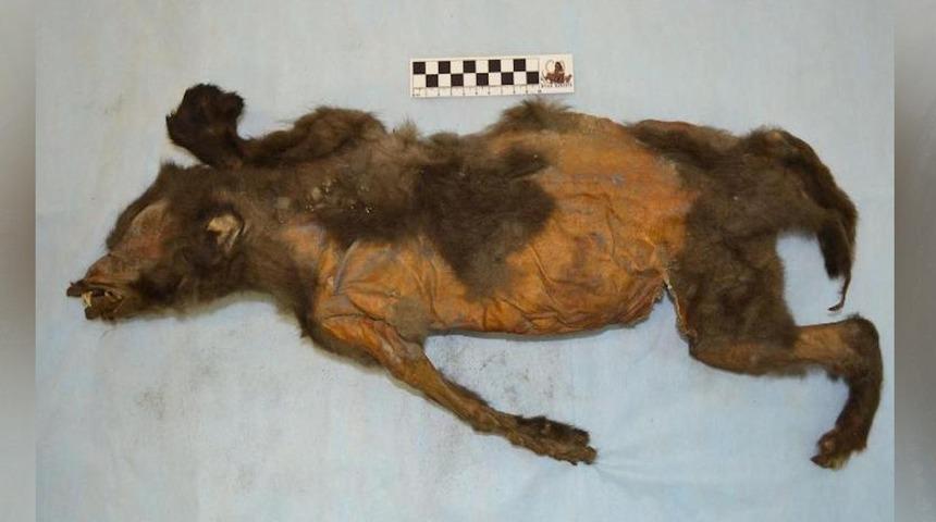 Buz Devri’nden kalma yavru köpeğin midesinden gergedan çıktı