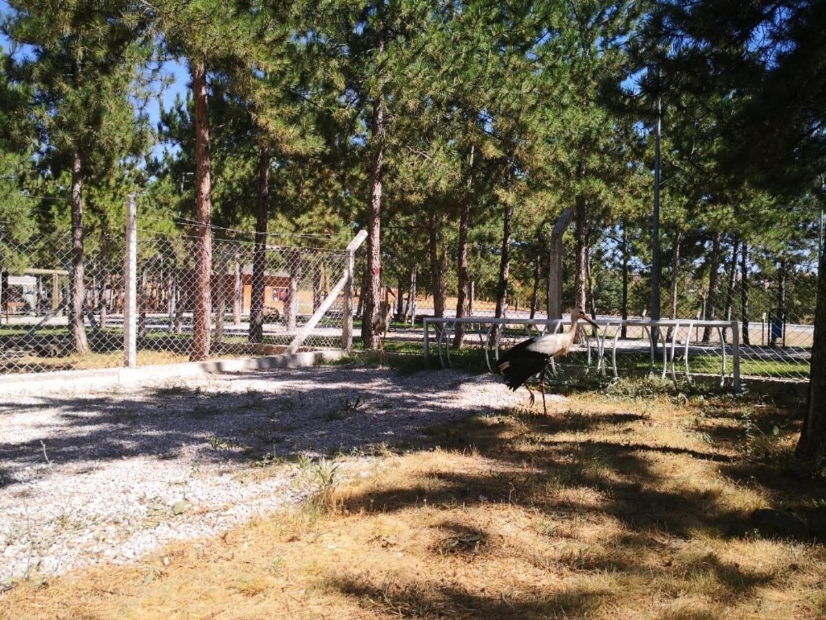 &Ccedil;orum&rsquo;da yaralı yaban kuşları ilgi odağı oldu