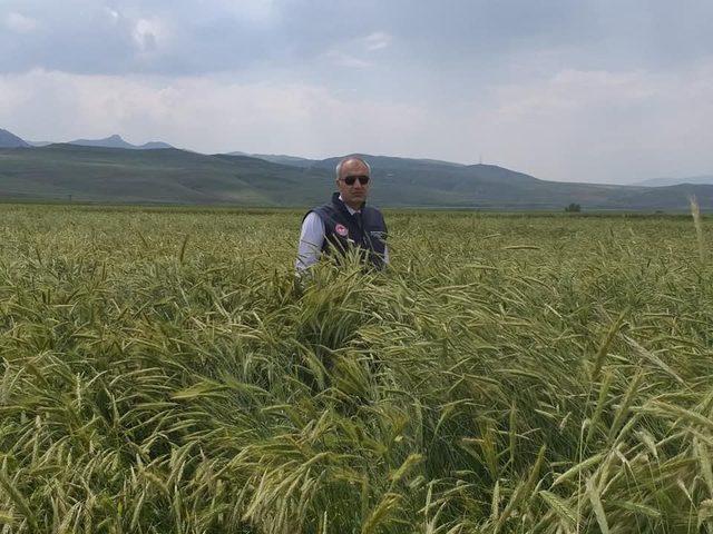 Sertifikalı tohumda 1 yılda yüzde 40’lık artış