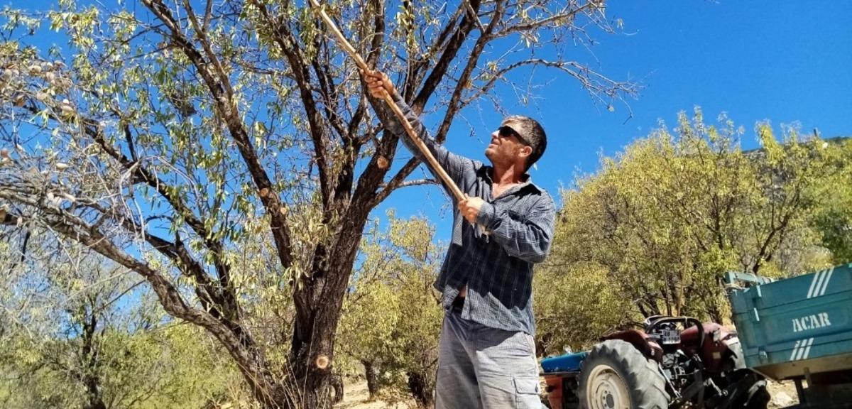Dat&ccedil;a&rsquo;da badem hasadı devam ediyor