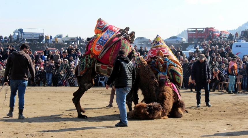 Salgın biterse develer Salihli&rsquo;de 28 Şubat&rsquo;ta g&uuml;reşecek