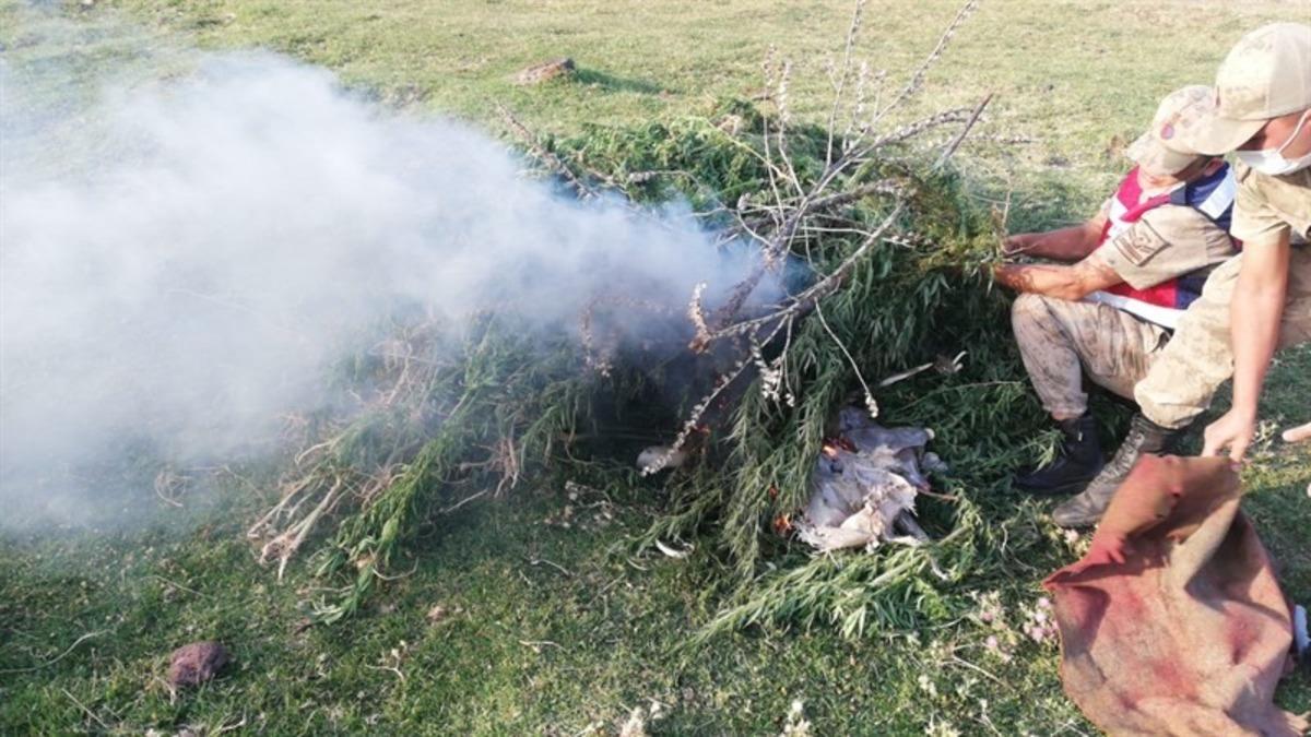 Kars&rsquo;ta jandarmadan kenevir operasyonu