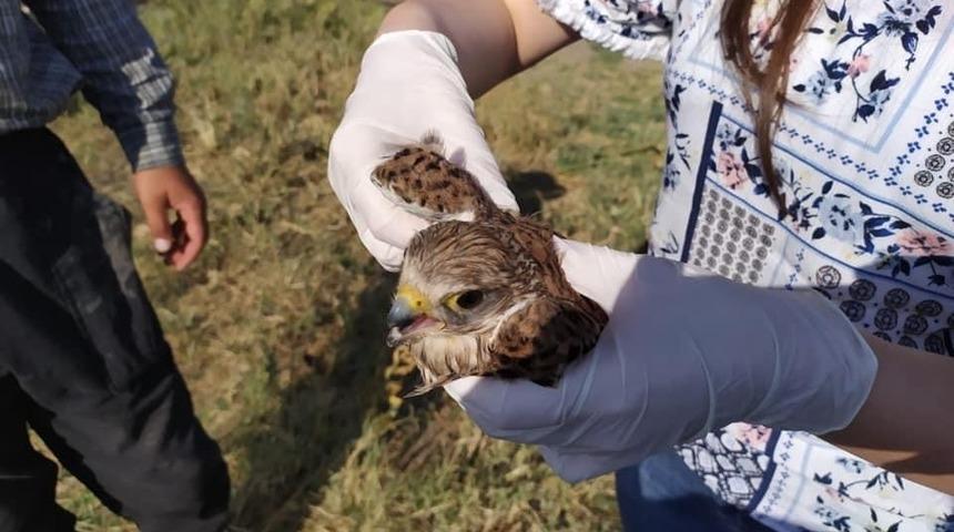 Kerkenez kuşu koruma altına alındı