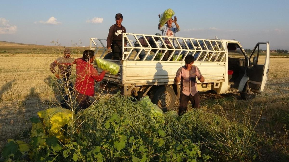 (&Ouml;zel haber) 65 yaşındaki Felemez dede g&uuml;nde 3 ton sebze pazarlıyor