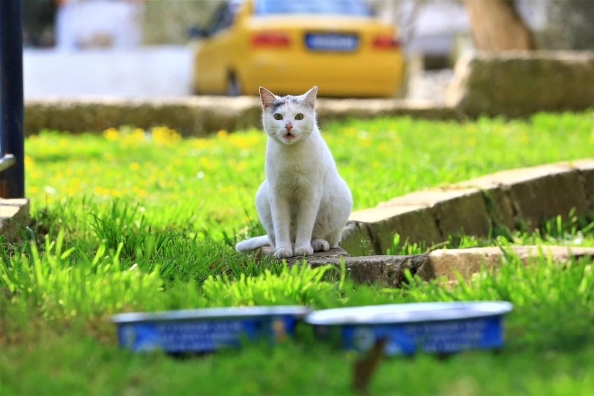 Muğla&rsquo;da pandemi s&uuml;recinde 2 Bin 966 hayvan  tedavi edildi