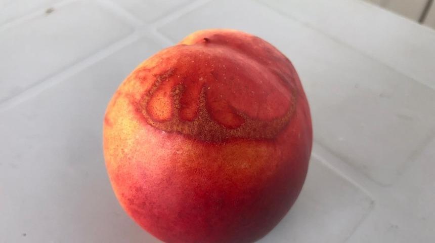 &rsquo;Allah&rsquo; yazılı şeftali g&ouml;renleri şaşırttı