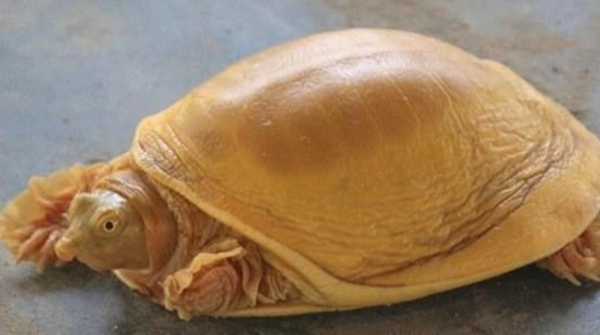 Dünyanın 5’inci altın renkli kaplumbağası 'tanrı' ilan edildi