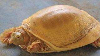 Dünyanın 5’inci altın renkli kaplumbağası 'tanrı' ilan edildi