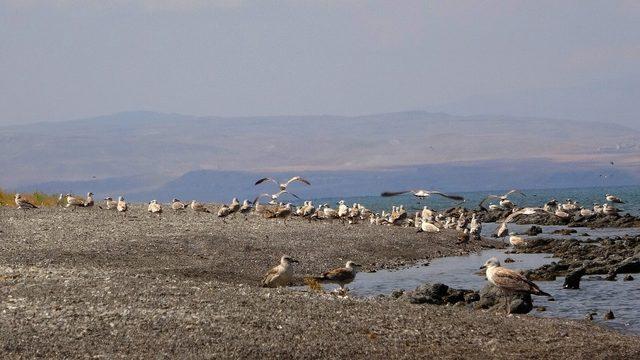 Van Gölü kıyıları martı ölümlerinden tamamen temizlendi