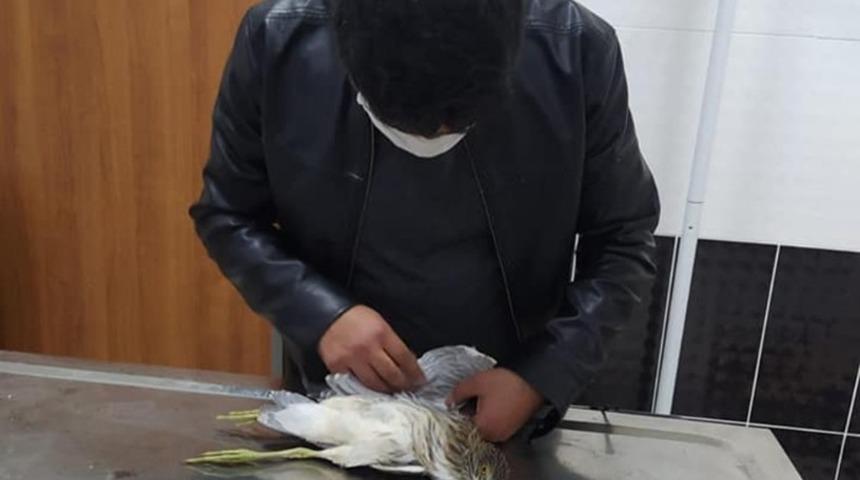 Yaralı Gece balık&ccedil;ılı tedavi altına alındı