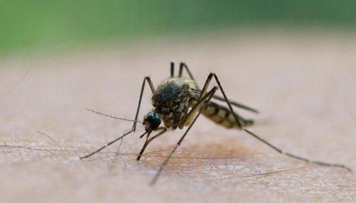 ABD'de tehlikeli oyun: Genetiği değiştirilmiş 750 milyon sivrisinek doğaya salınıyor