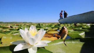 Beyşehir Gölü’nde yetişen nilüferler görsel şölen oluşturuyor
