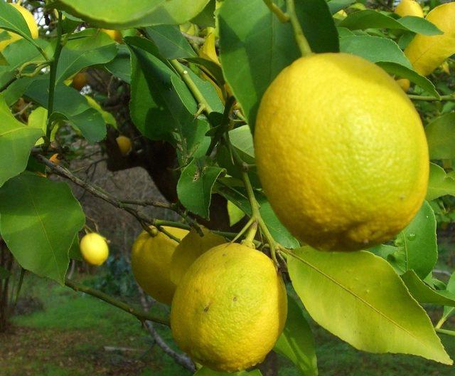 Dalaman TİGEM limon satacak