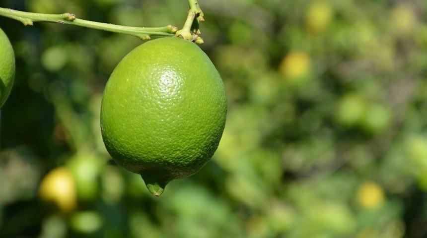 Dalaman TİGEM limon satacak