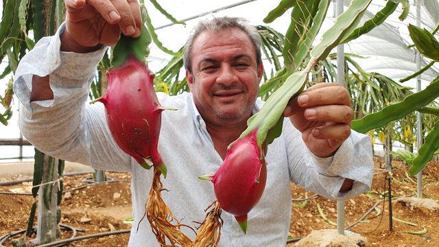Silifke'de yetiştirilen ejder meyvesine Arap ülkelerinden yoğun talep var
