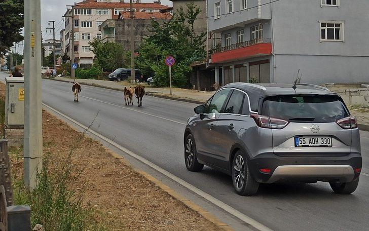 Karayolunda büyükbaş hayvanlar trafiği aksattı G1