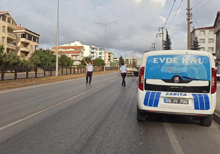 Karayolunda büyükbaş hayvanlar trafiği aksattı G2
