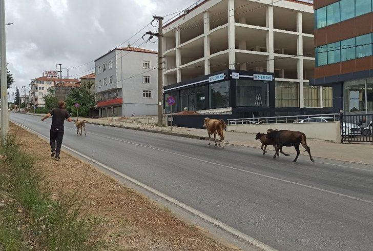 Karayolunda büyükbaş hayvanlar trafiği aksattı G3