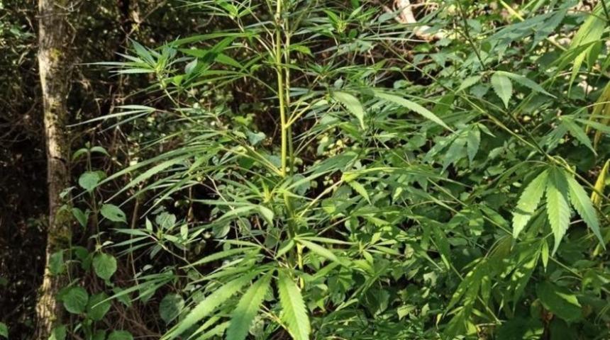 Ormanlık alanda 200 kök kenevir ele geçirildi