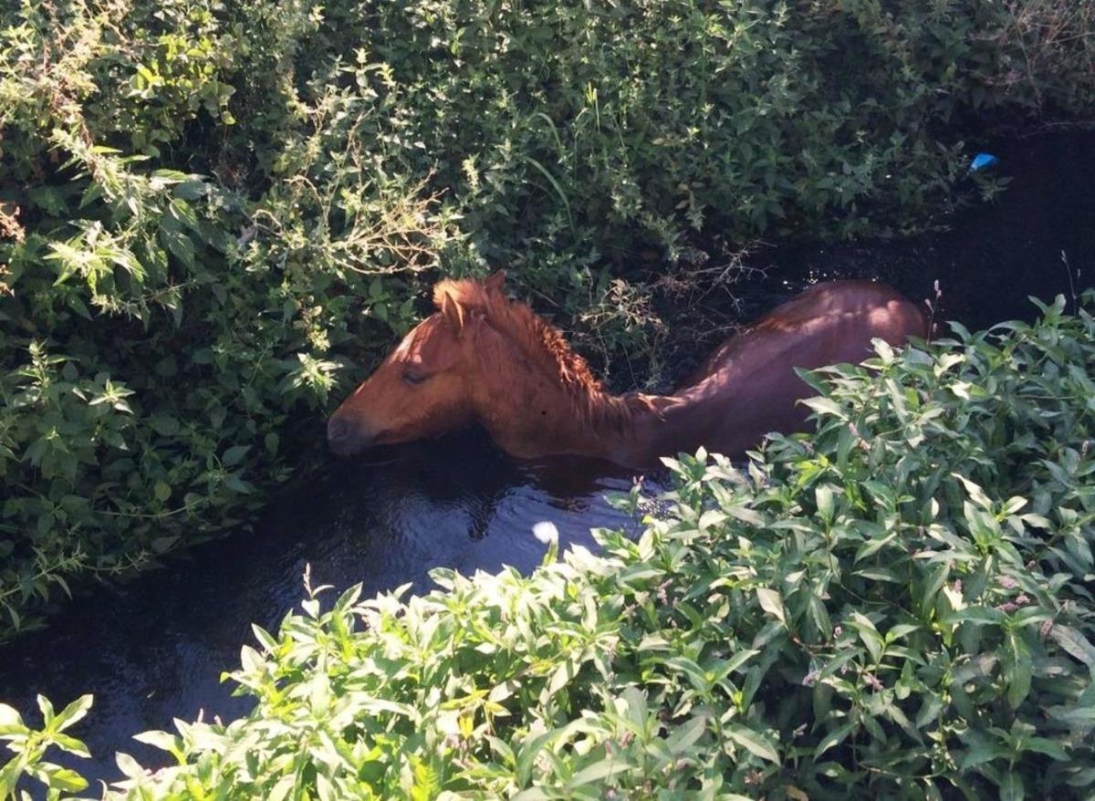 Dere yatağına d&uuml;şen atı itfaiye kurtardı