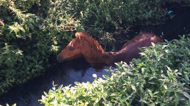 Dere yatağına düşen atı itfaiye kurtardı