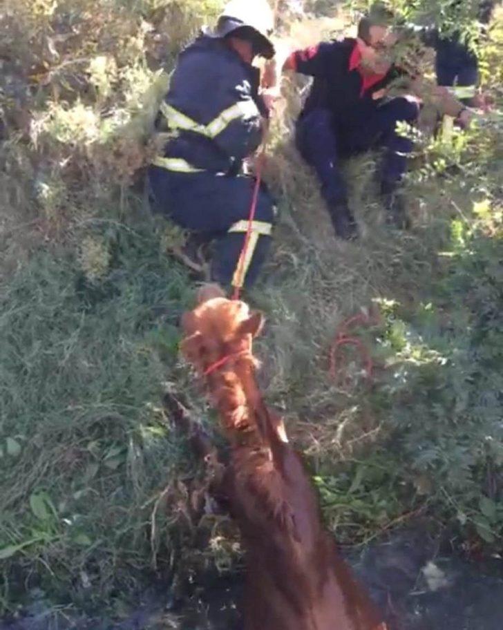 Dere yatağına düşen atı itfaiye kurtardı G2