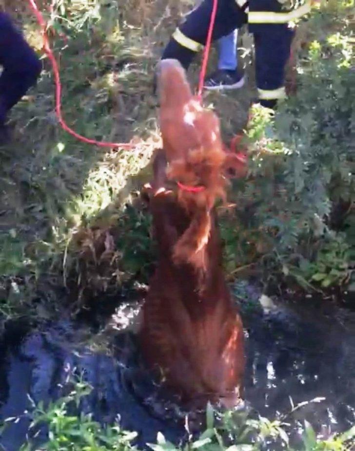 Dere yatağına düşen atı itfaiye kurtardı G3