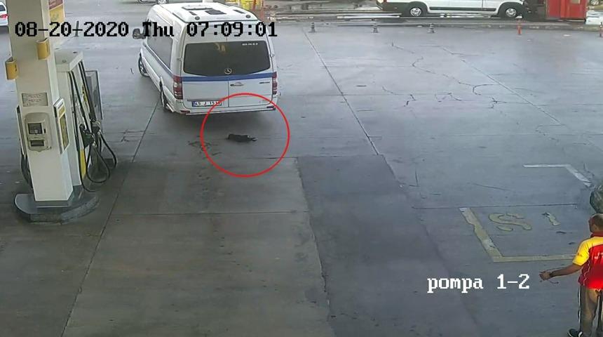 İzmir'de minib&uuml;s şof&ouml;r&uuml;, yavru k&ouml;peğe &ccedil;arpıp ka&ccedil;tı